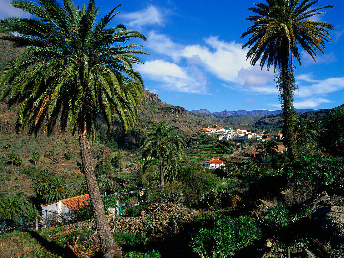 Palm trees, Fataga, historic village, valley of the thousand palms, mountain region, Gran Canaria, Canary Islands, Spain