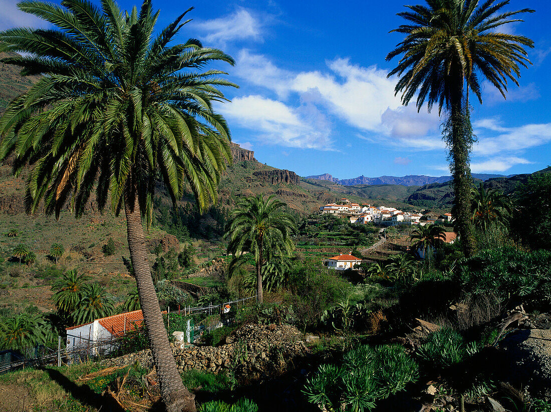 Palmen, Fataga, historisches Dorf, das Tal der tausend Palmen, Gebirge, Gran Canaria, Kanarische Inseln, Spanien