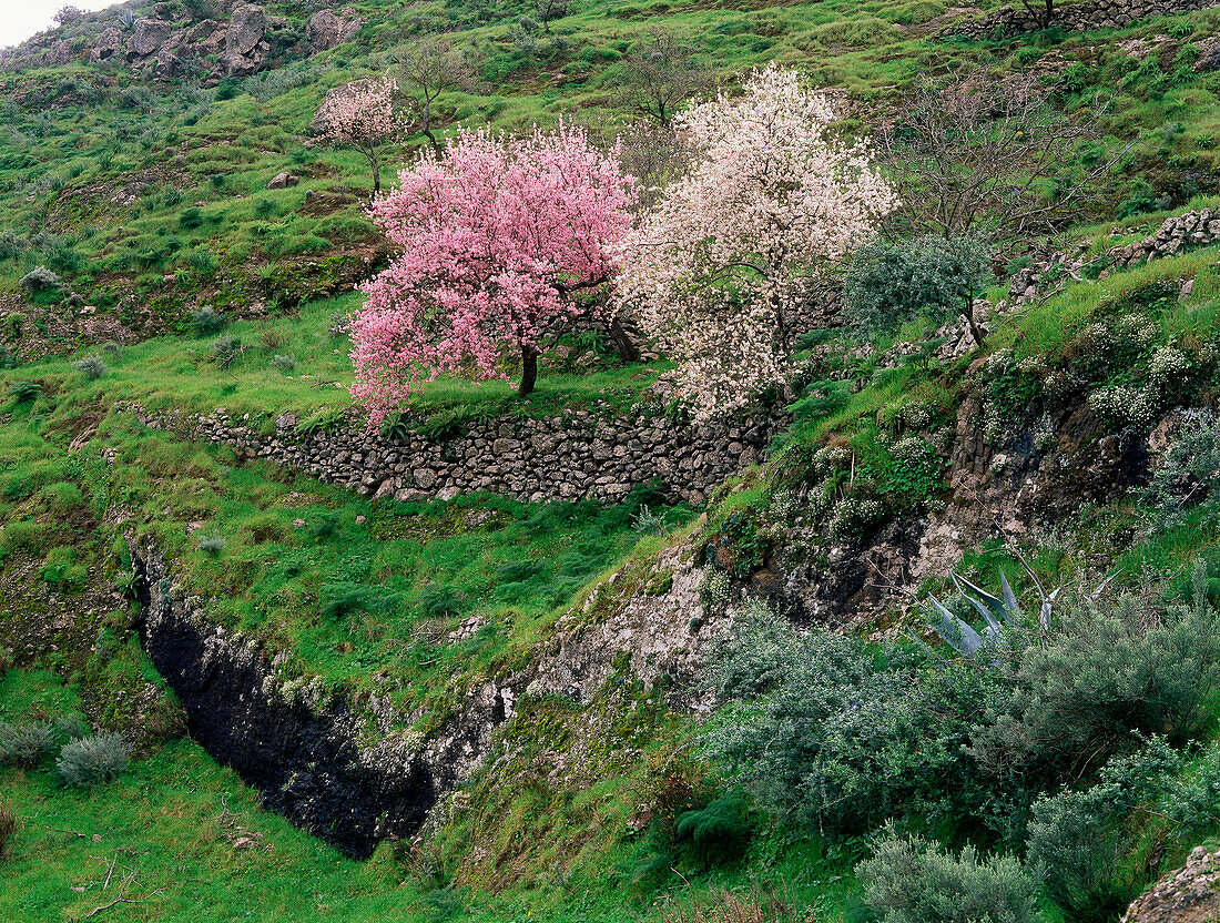 Almond trees, almond blossom, near Valsequillo, Gran Canaria, Canary Islands, Spain