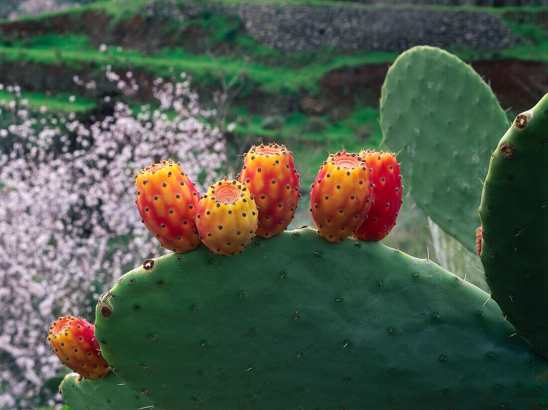 Prickly pear, opuntia with fruit, cactus figs, Valsequillo, Gran Canaria, Canary Islands, Spain