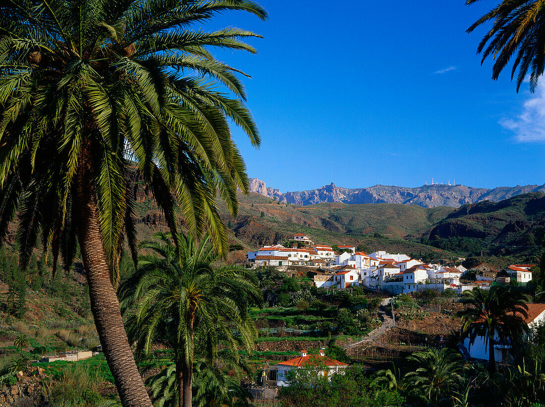 Palme, Fataga, Gran Canaria, Kanarische Inseln, Spanien, Europa