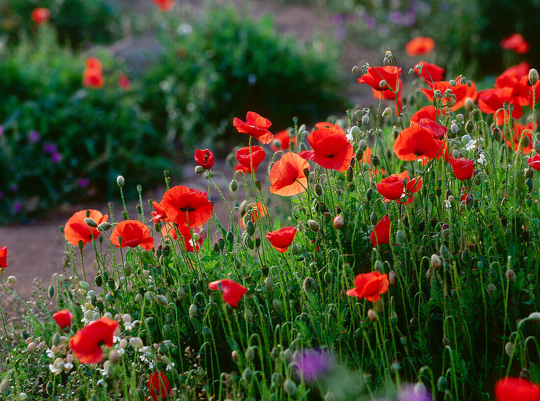 Mohnblüte, San Andres, El Hierro, Kanarische Inseln, Spanien