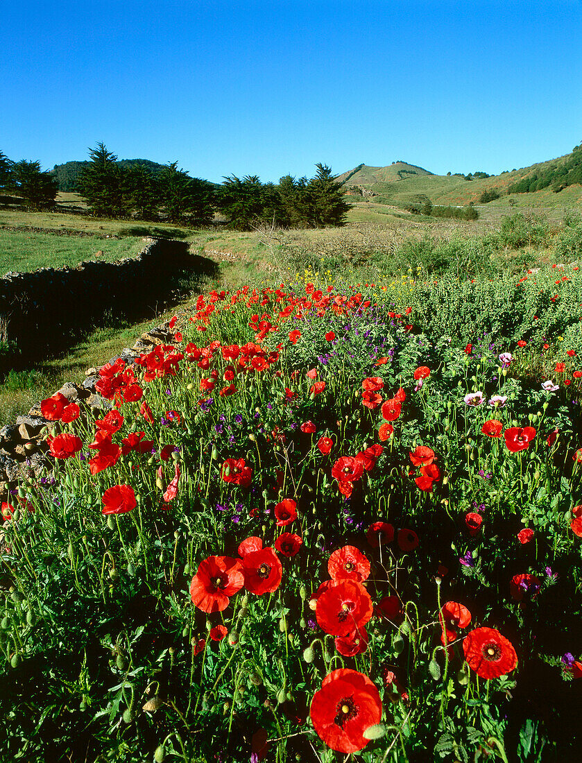 Poppy meadow, stone wall, extinct volcanoes in the background, El Hierro, Canary Islands, Spain