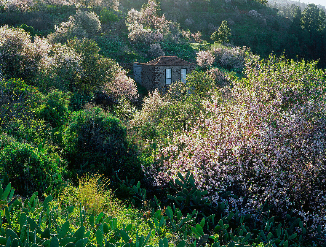 Blooming almond tree, La Palma, Canary Islands, Spain