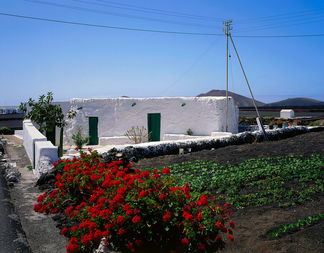 Typical country house with geranium flowers and field, Yaiza, Lanzarote, Canary Islands, Spain