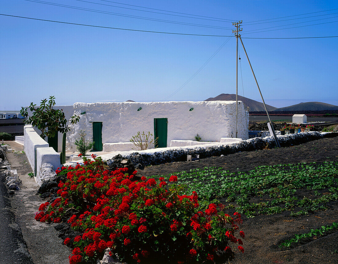 Typisches Landhaus mit Geranien Blumen und Feld, Yaiza, Lanzarote, Kanarische Inseln, Spanien