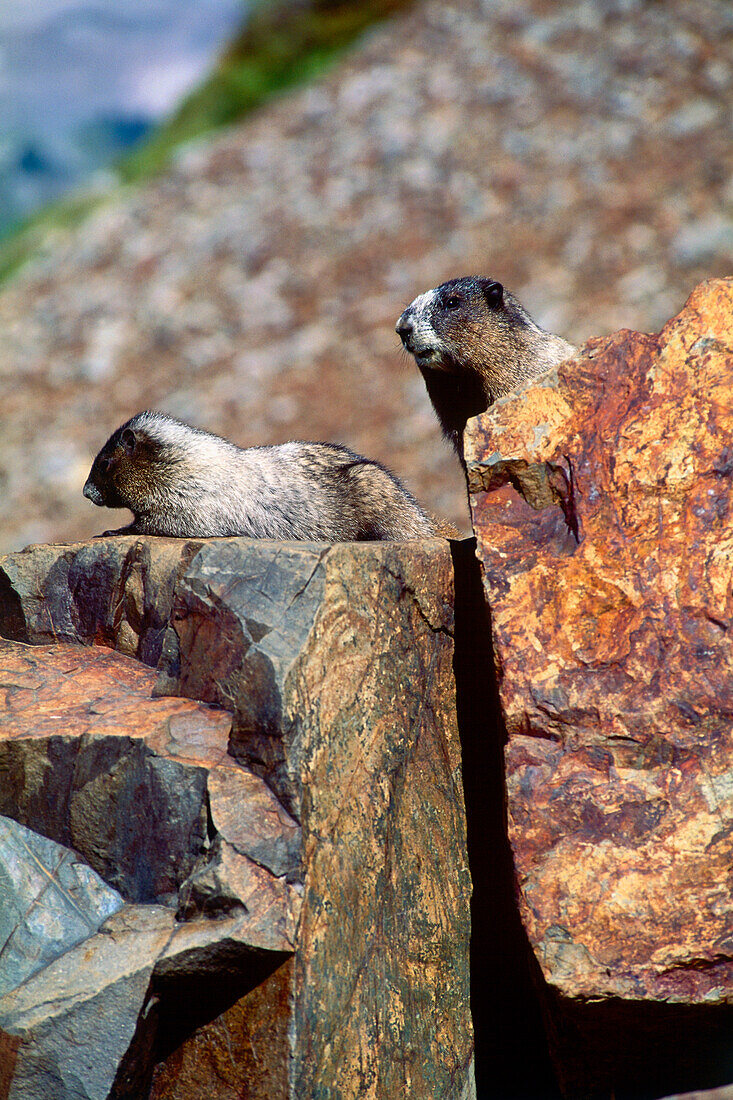 Two marmots in Mt. Rainier National Park, Washington, USA