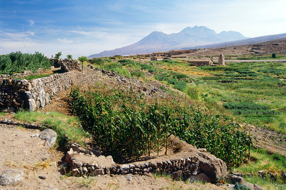 Mais-, Getreide- und Gemüseanbau, Terrassenfelder, Socaire, Anden, Chile, Südamerika