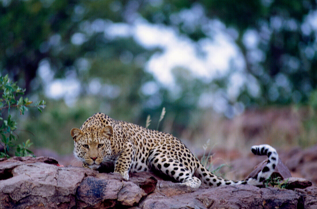 Leopard, Gebiet Okonjima Guest Lodge, Namibia