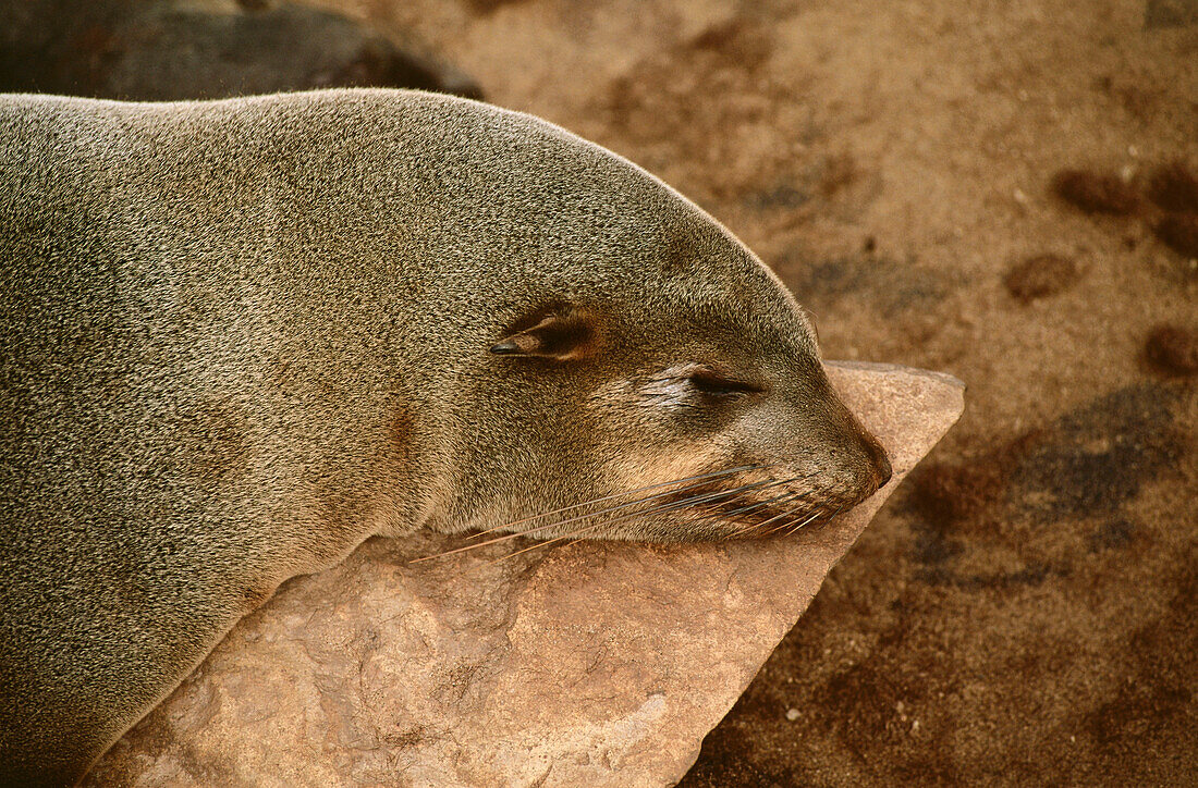 Pinniped, fur seal at Cape Cross, Namibia, Africa