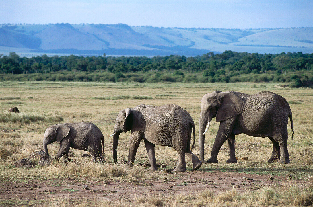 Elefantenfamilie, Game drive am Mara River, Masai Mara National Reserve, Kenia, Afrika