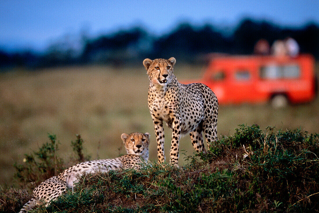 Cheetahs in the Steppe, Masai Mara National Reserve, Kenia, Africa