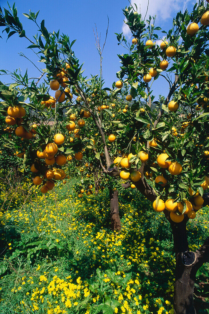 Orangenbäume in alten Gärten bei Formalutx, Mallorca, Balearen, Spanien