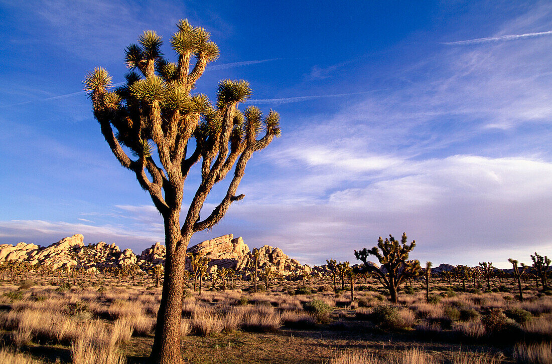 Joshua Tree Bäume am Hidden Valley, Joshua-Tree-Nationalpark, Südkalifornien, USA