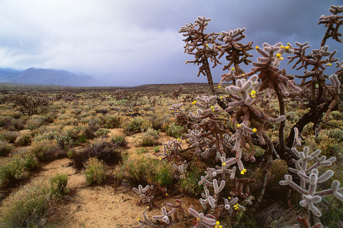 Blühender Kaktus, Safford, Arizona, USA