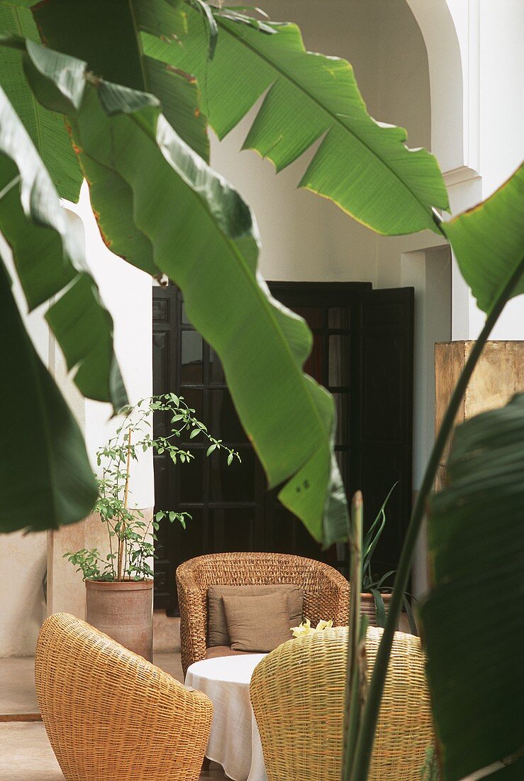 A courtyard with a banana tree (Morocco)