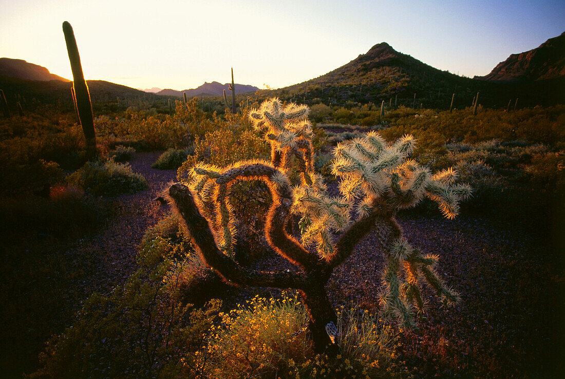 Cholla Caktus and Organ Pipe Cactus, Organ Pipe Cactus National Monument, Arizona, USA