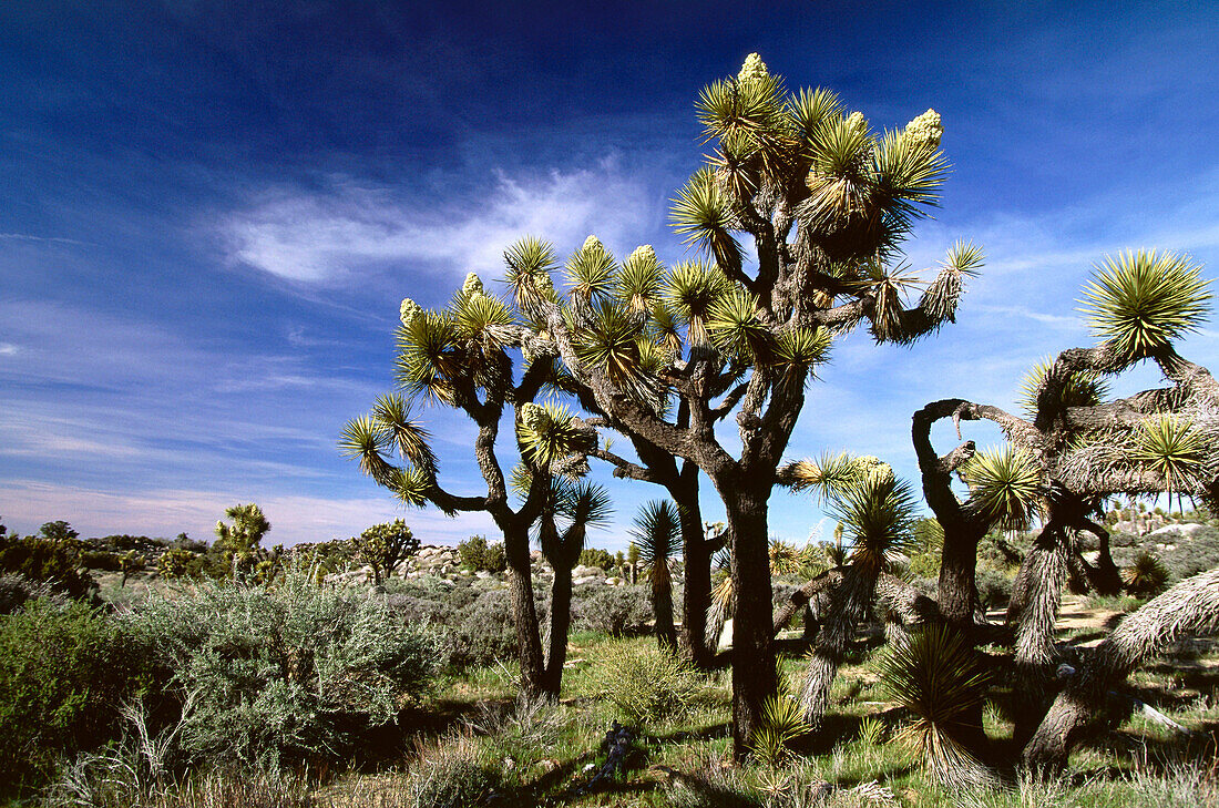 Blühende Joshua Tree Bäume bei Key's View, Joshua Tree Nationalpark, Südkalifornien, USA