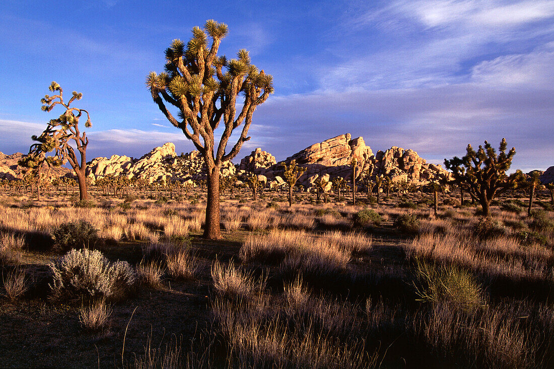 Joshua Tree Bäume am Hidden Valley, Joshua Tree Nationalpark, Südkalifornien, USA