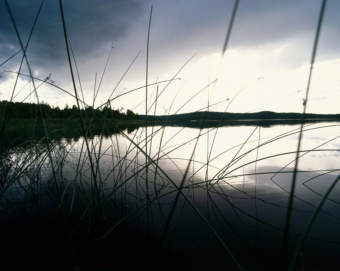 Sharp-leaved rush at lakeshore, Sweden