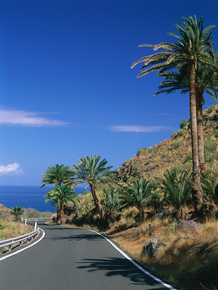 Straße, Palmen, Meer bei Agaete, Westküste, Gran Canaria, Kanarische Inseln, Spanien