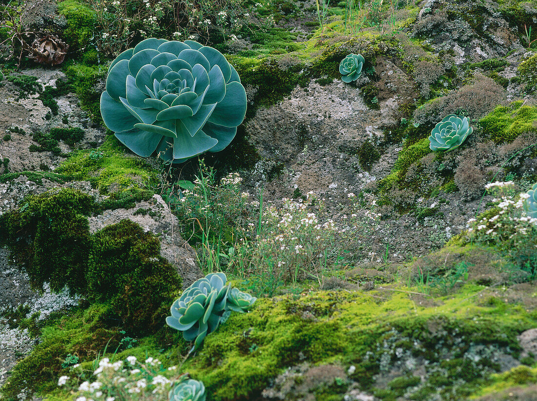 Fels mit Moos und Aeonium, endemische Pflanze mit Rosettenblättern, in der Nähe von Valsequillo, Gran Canaria, Spanien