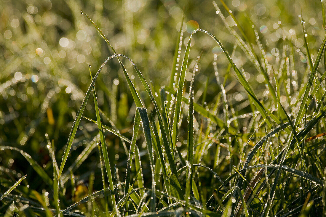 Nahaufnahme von Gras mit Tau, bei Schongau, Allgäu, Oberbayern, Bayern, Deutschland
