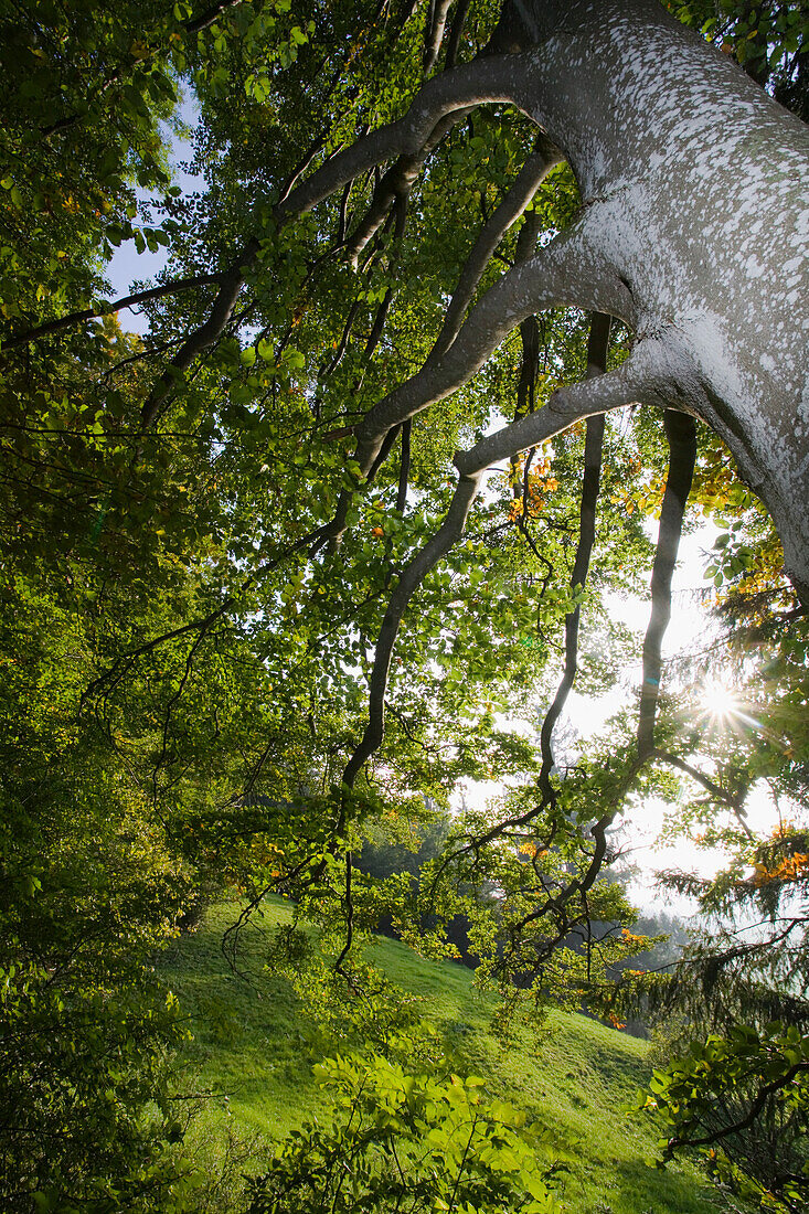 Beech tree at edge of forest, near Bidingen, Allgaeu, Bavaria, Germany
