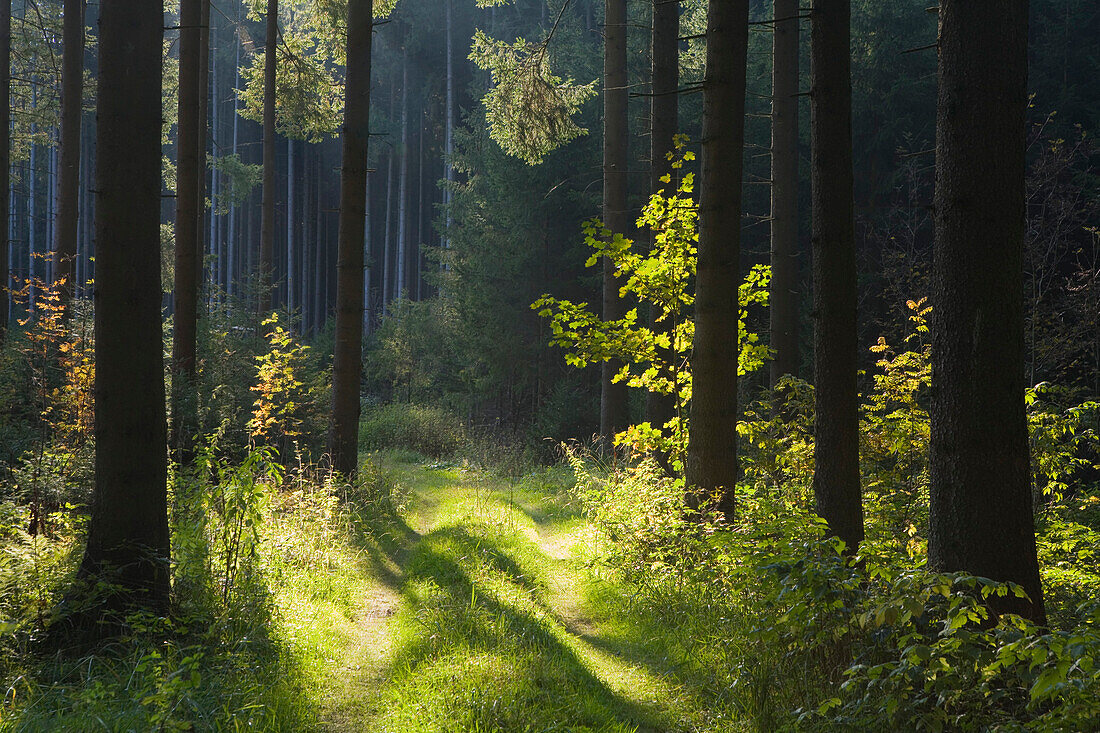 Forest track, near Sachsenried, Allgaeu, Bavaria, Germany