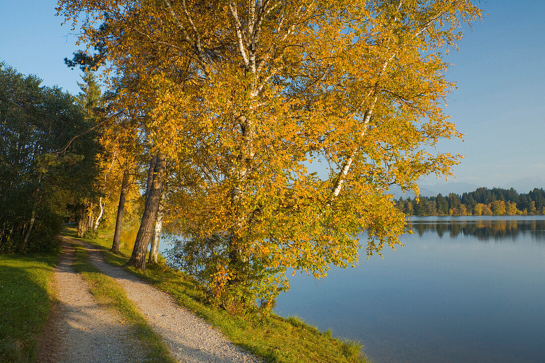Herbstliches Seeufer mit gelb-gefärbten Birken, Schmuttersee, Weg, in der Nähe von Füssen, Allgäu, Oberbayern, Bayern, Deutschland