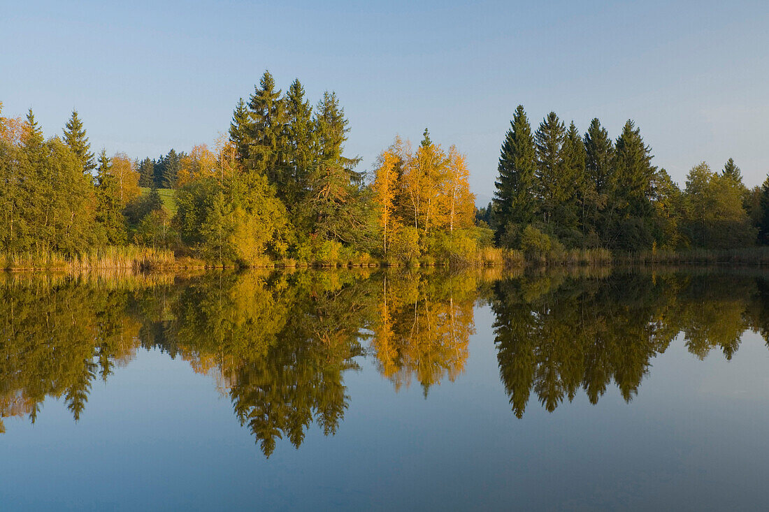 Herbstliches Seeufer mit gelb-gefärbten Birken, Schmuttersee, See mit Wasserspiegelung, in der Nähe von Füssen, Allgäu, Oberbayern, Bayern, Deutschland