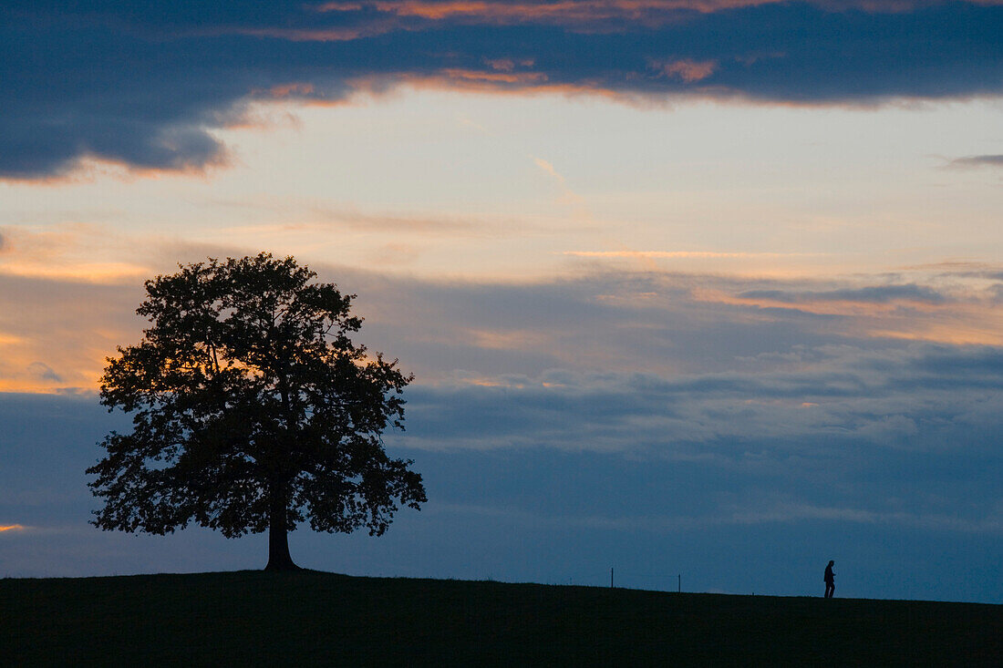 Baum bei Münsing, Oberbayern, Deutschland