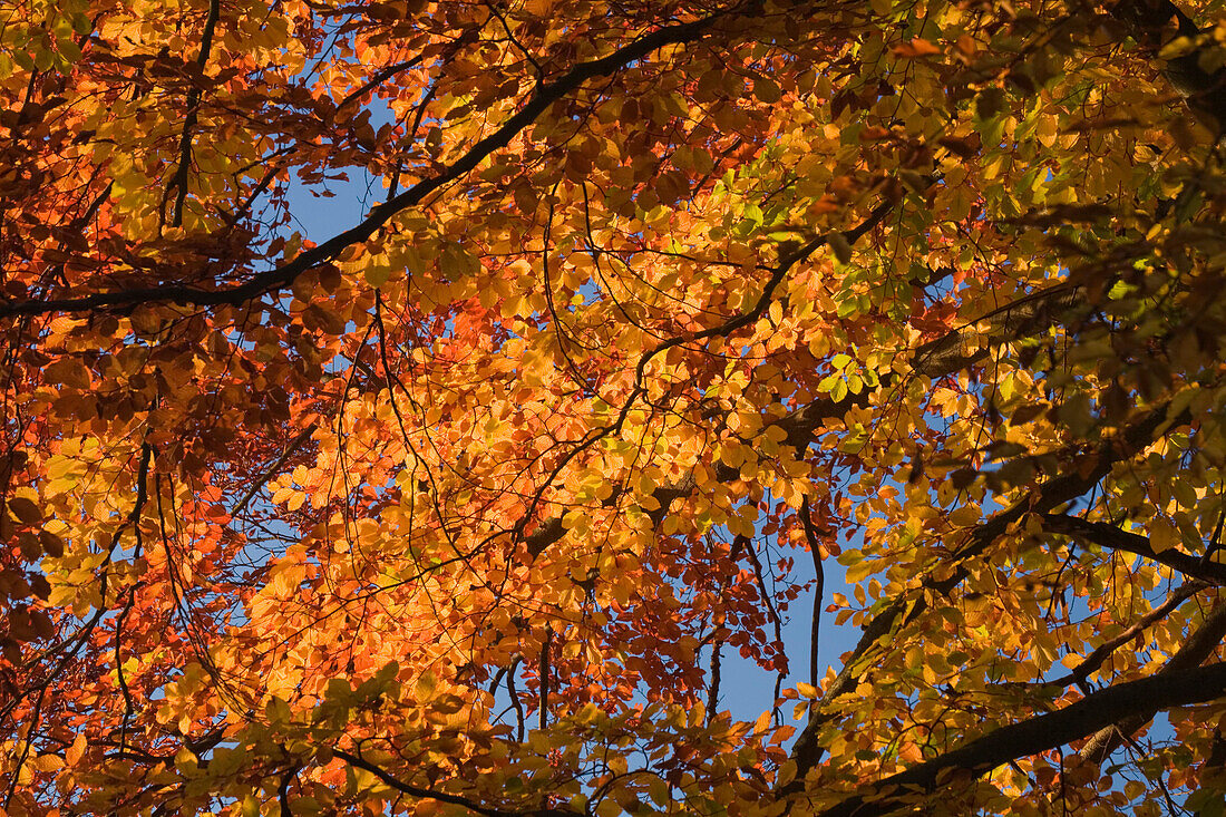 Herbstlaub mit Herbstfärbung, Oberbayern, Bayern, Deutschland