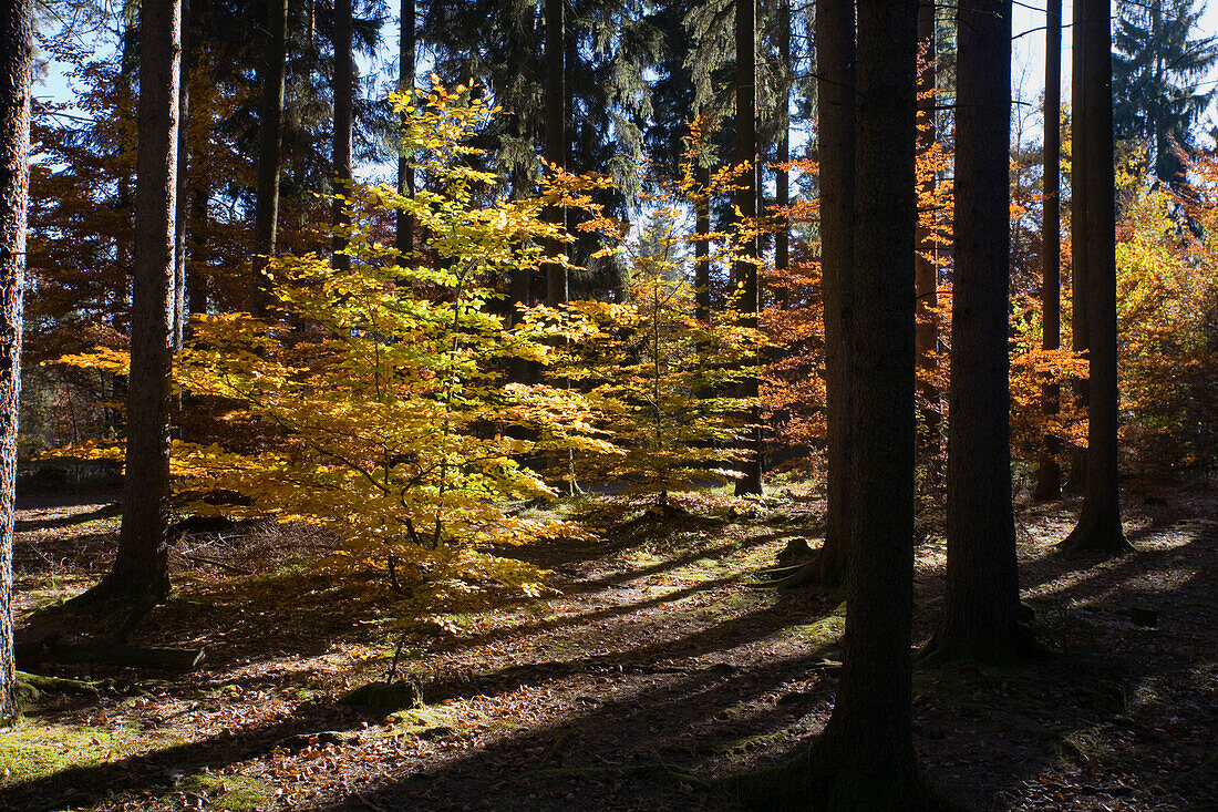 Ein Wald bei Tutzing, Fünfseenland, Oberbayern, Bayern, Deutschland