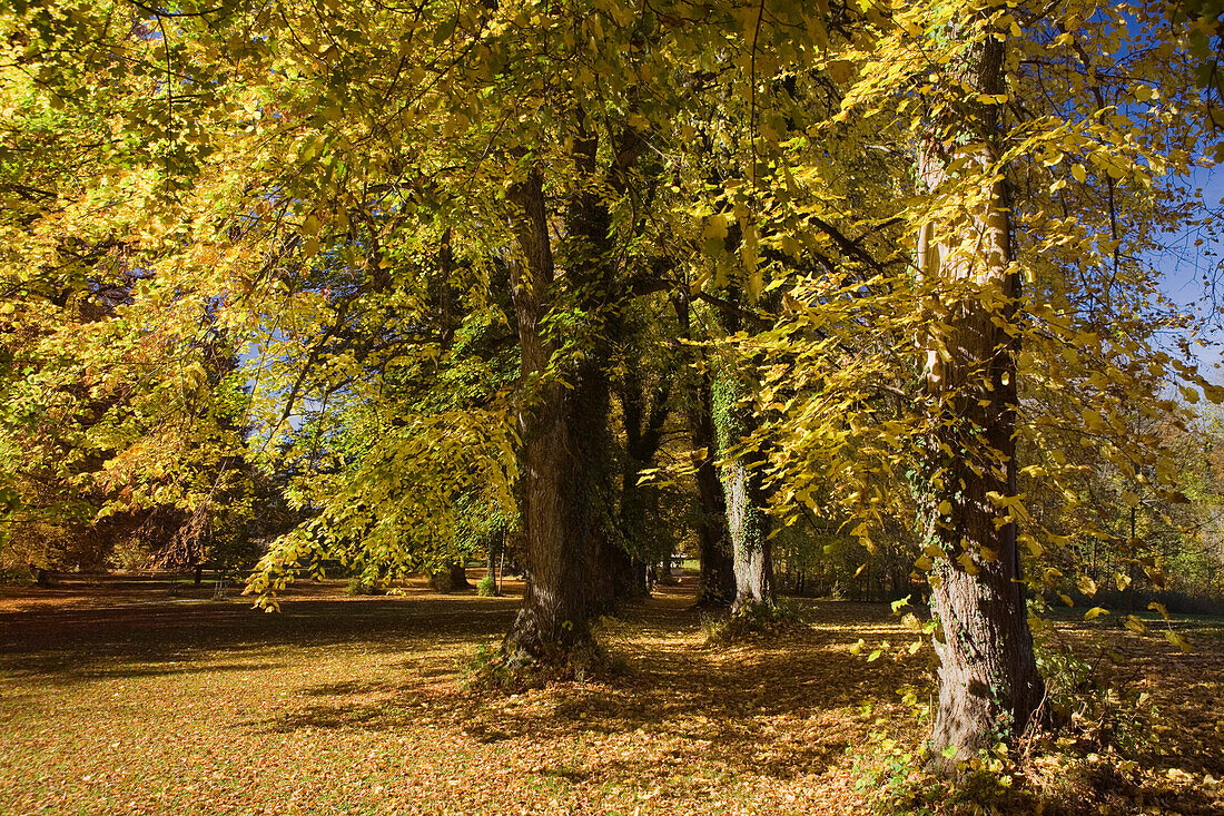A path through trees in an Autumn landscape, near Tutzing, Oberbayern, Bayern, Germany