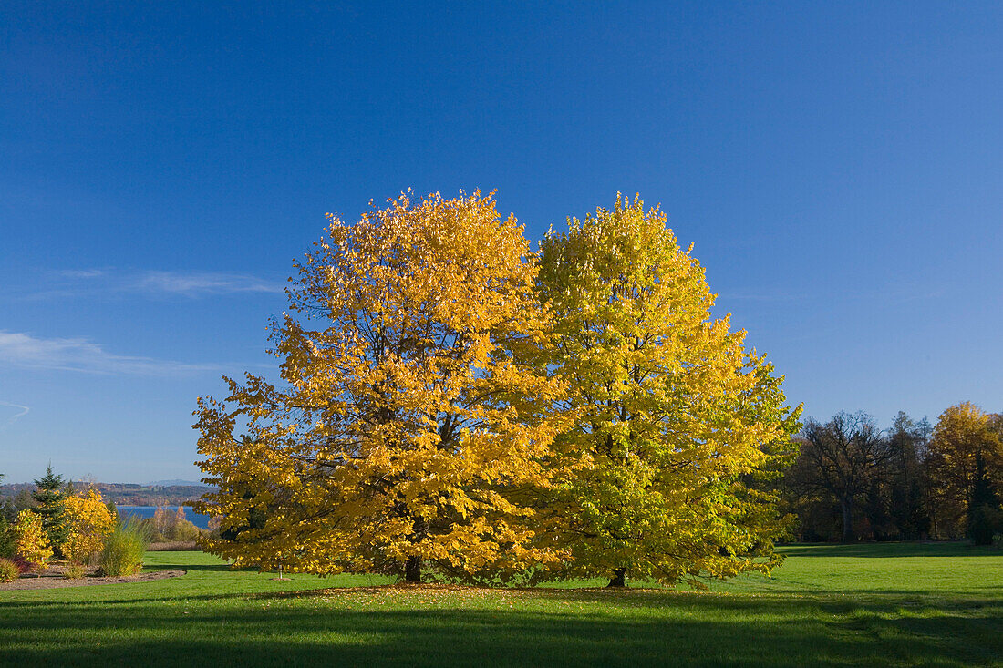 Two trees with Autumn foliage in Park Bernried at lake Starnberg, Bernried, Upper Bavaria, Bavaria, Germany