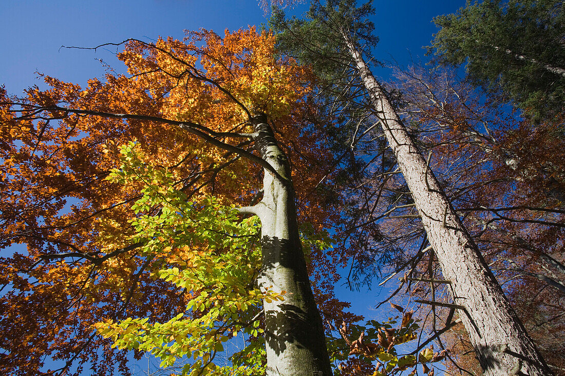 Buche und Waldkiefer im Herbst, am Haarsee, bei Weilheim, Oberbayern, Bayern, Deutschland