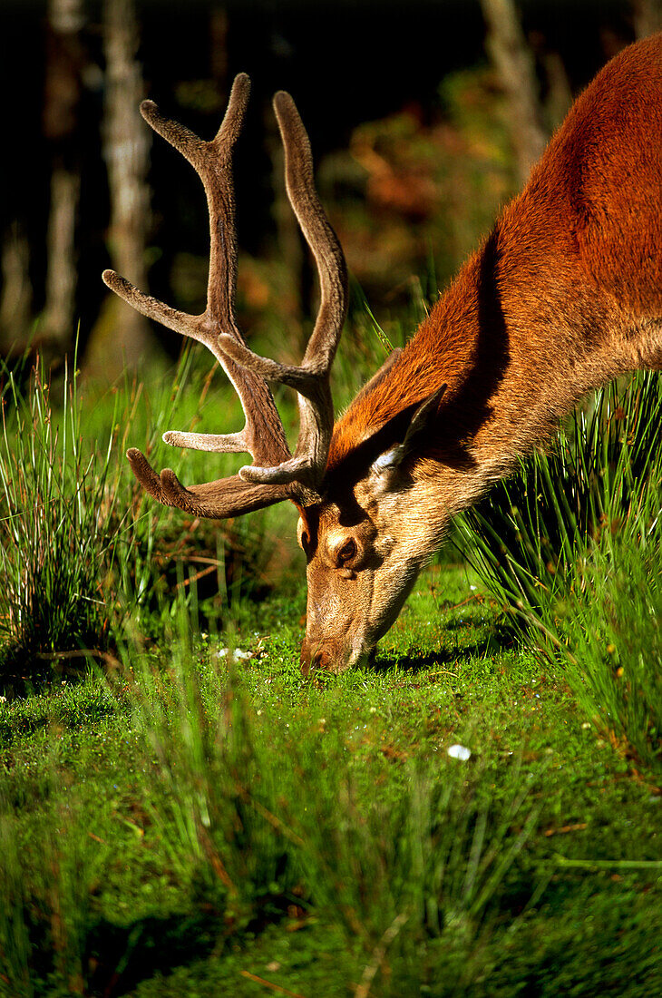 A Red Deer, west coast near Hokitika, North Island, New Zealand