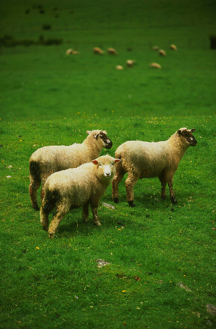 Sheep at the Crown Range Saddle, mountain pass, Cardrona, South Island, New Zealand