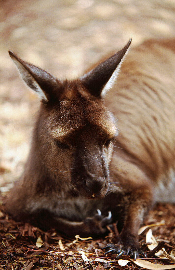 Nahaufnahme von einem zahmen Känguruh, Kangaroo Island, Australien