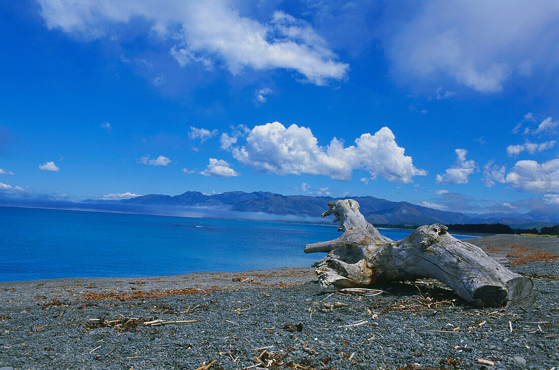 Driftwood on a pebble beach, Kaikoura, South Bay, South Island, New Zealand