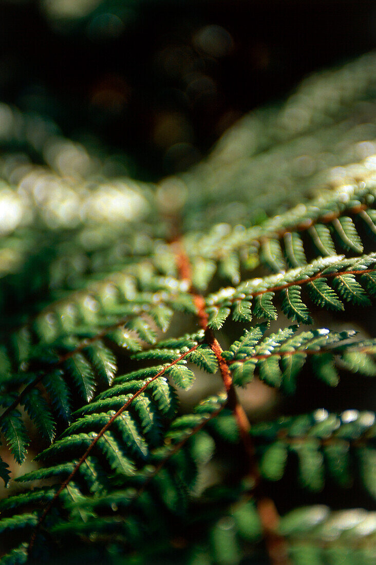 Close up of a fern, South Island, New Zealand