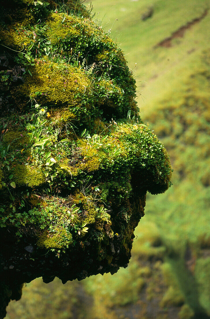 A stone covered in moss in the form of a face, Iceland