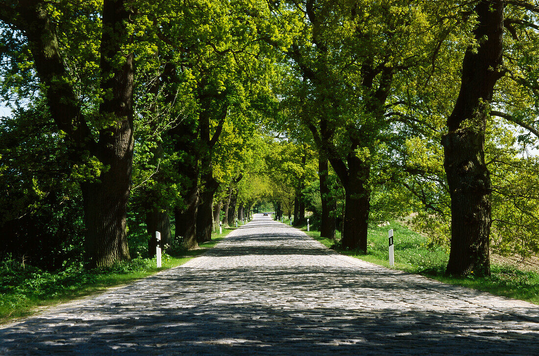 Parkway, Ruegen Island, Mecklenburg-Western Pomerania, Germany