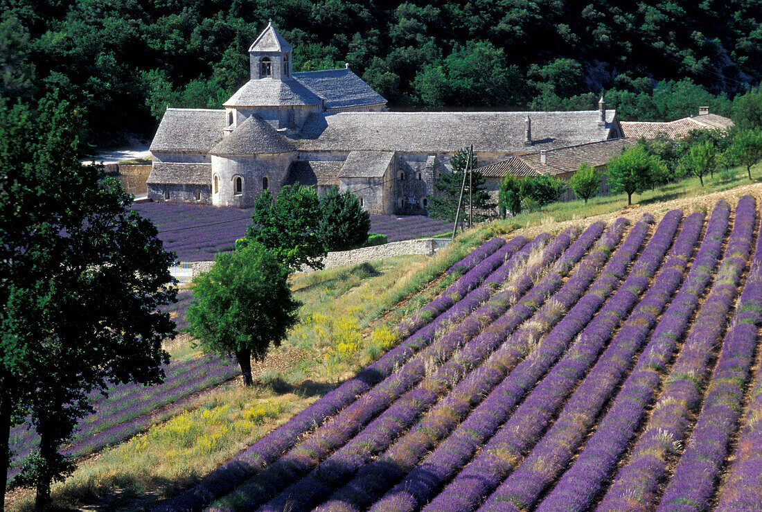 Lavendelfeld und Abtei Senanque Vaucluse, Provence, Frankreich