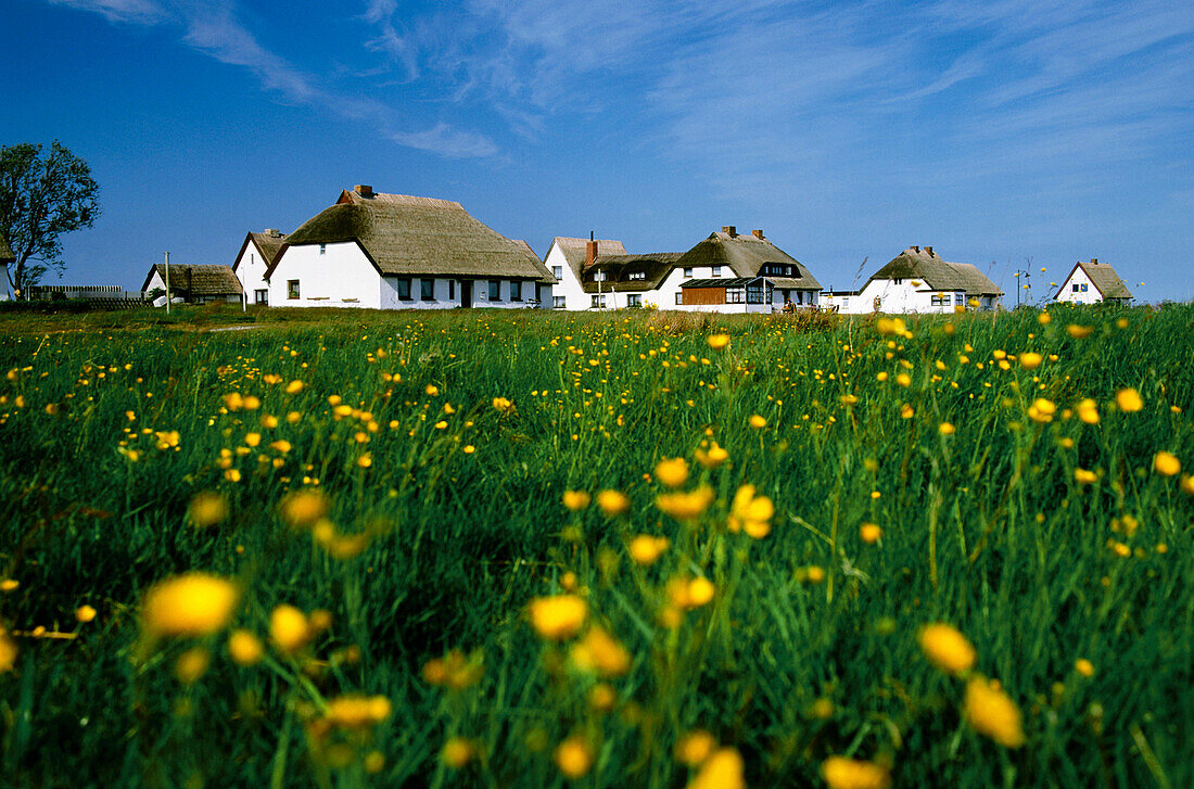 Häuser der Ortschaft Neuendorf, Insel Hiddensee, Mecklenburg Vorpommern, Deutschland