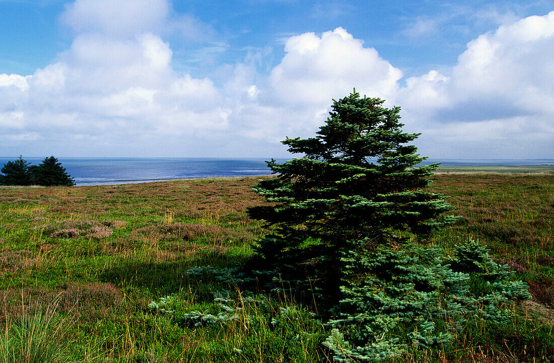 Osterheide, Kampen, Sylt, Nordfriesland, Schleswig-Holstein, Deutschland, Europa