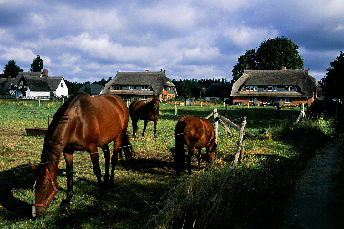 Horses in front of houses, Born, Darss, Mecklenburg-Western Pomerania, Germany