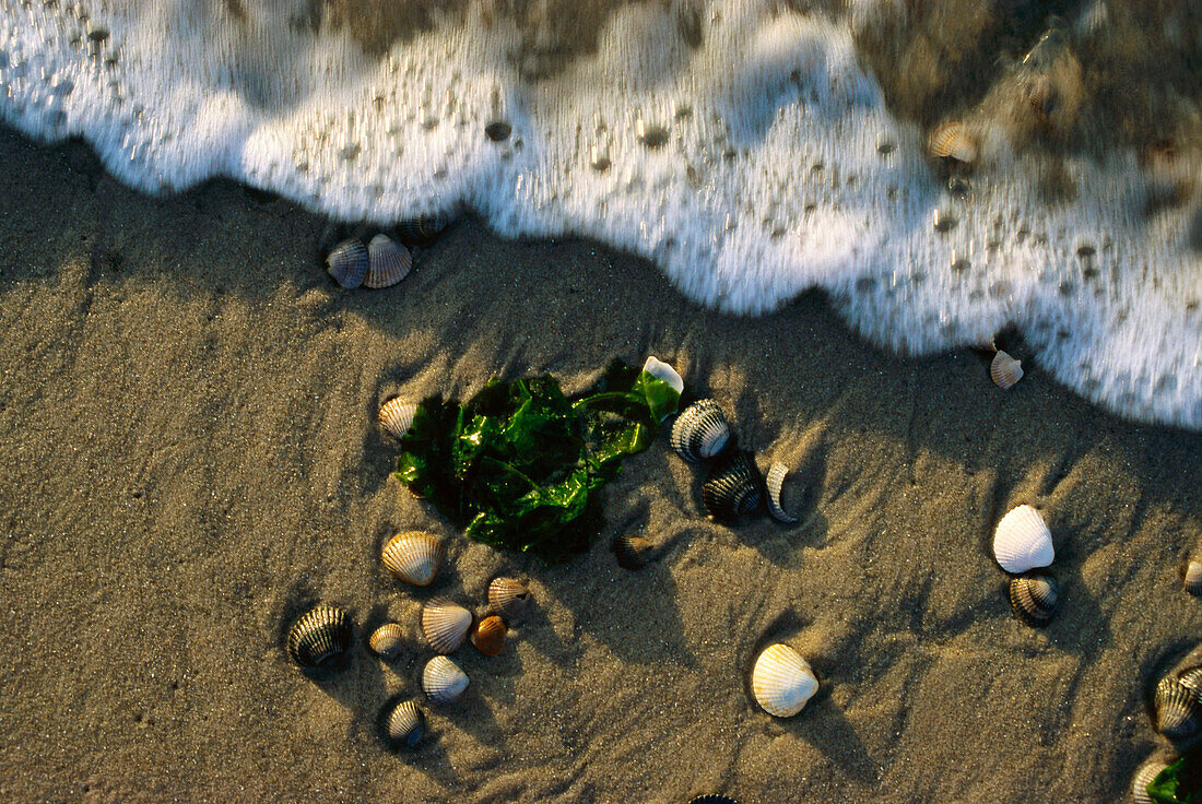 Shells in mudflat, North Sea, Germany