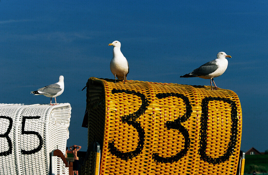 Herring gulls on beach chairs, Lower Saxony, Germany